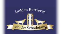 Golden Retriever von der Schadeburg